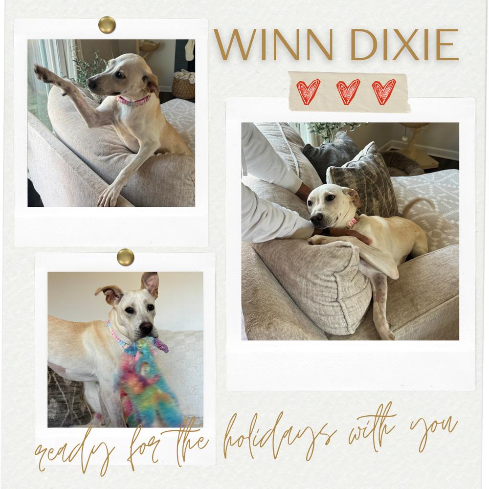 Winn Dixie, a Adoptable mixed breed image 4/6