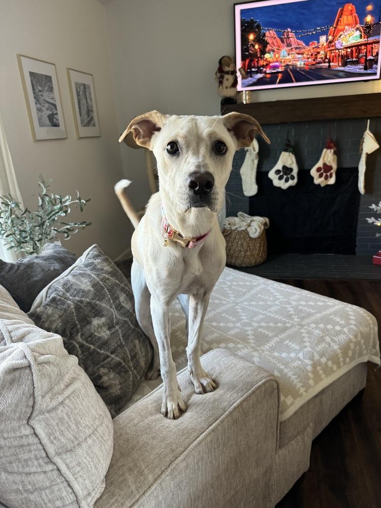 Winn Dixie, a Adoptable mixed breed image 5/6