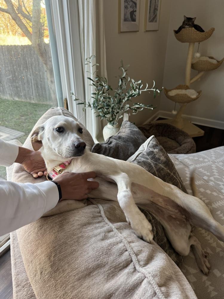 Winn Dixie, a Adoptable mixed breed image 6/6