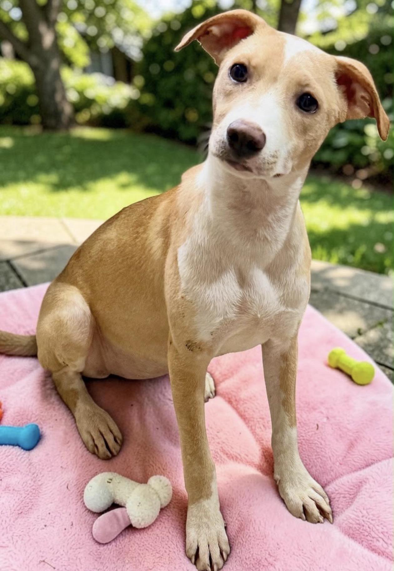 Lilac, ADOPTABLE, Puppy Female Terrier.