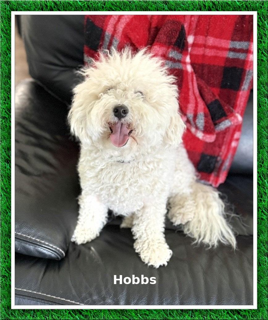 Enlarge Adopted!! Hobbs - C. TX, a ADOPTABLE Bichon Frise in Tulsa, OK image 2/2