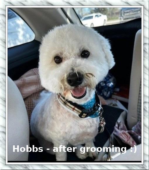 Adopted!! Hobbs - C. TX, ADOPTABLE, Adult Male Bichon Frise.