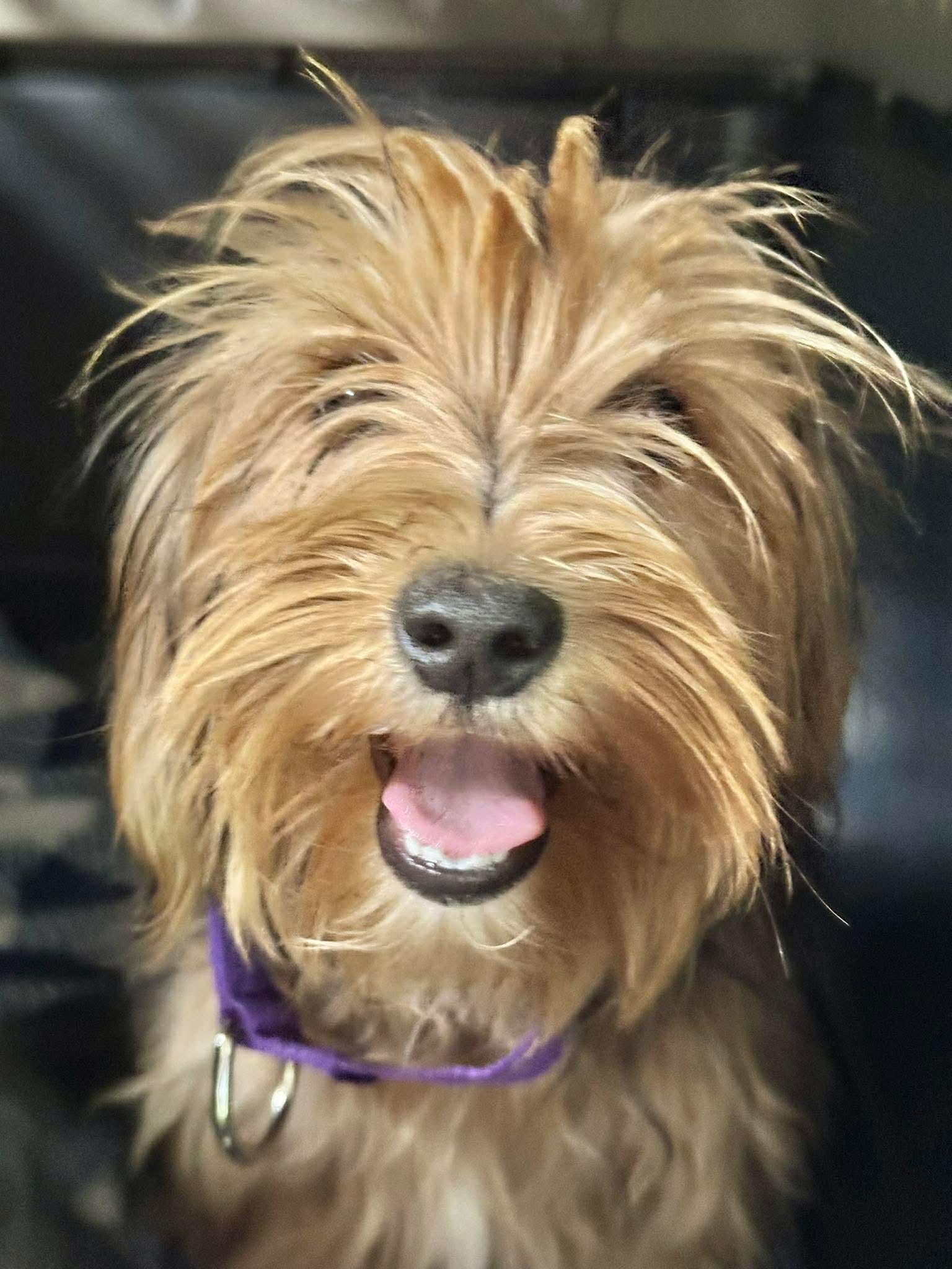 Enlarge Cher EG in RI $699 Joyce, a Adopted Yorkshire Terrier in Warwick, RI image 1/3