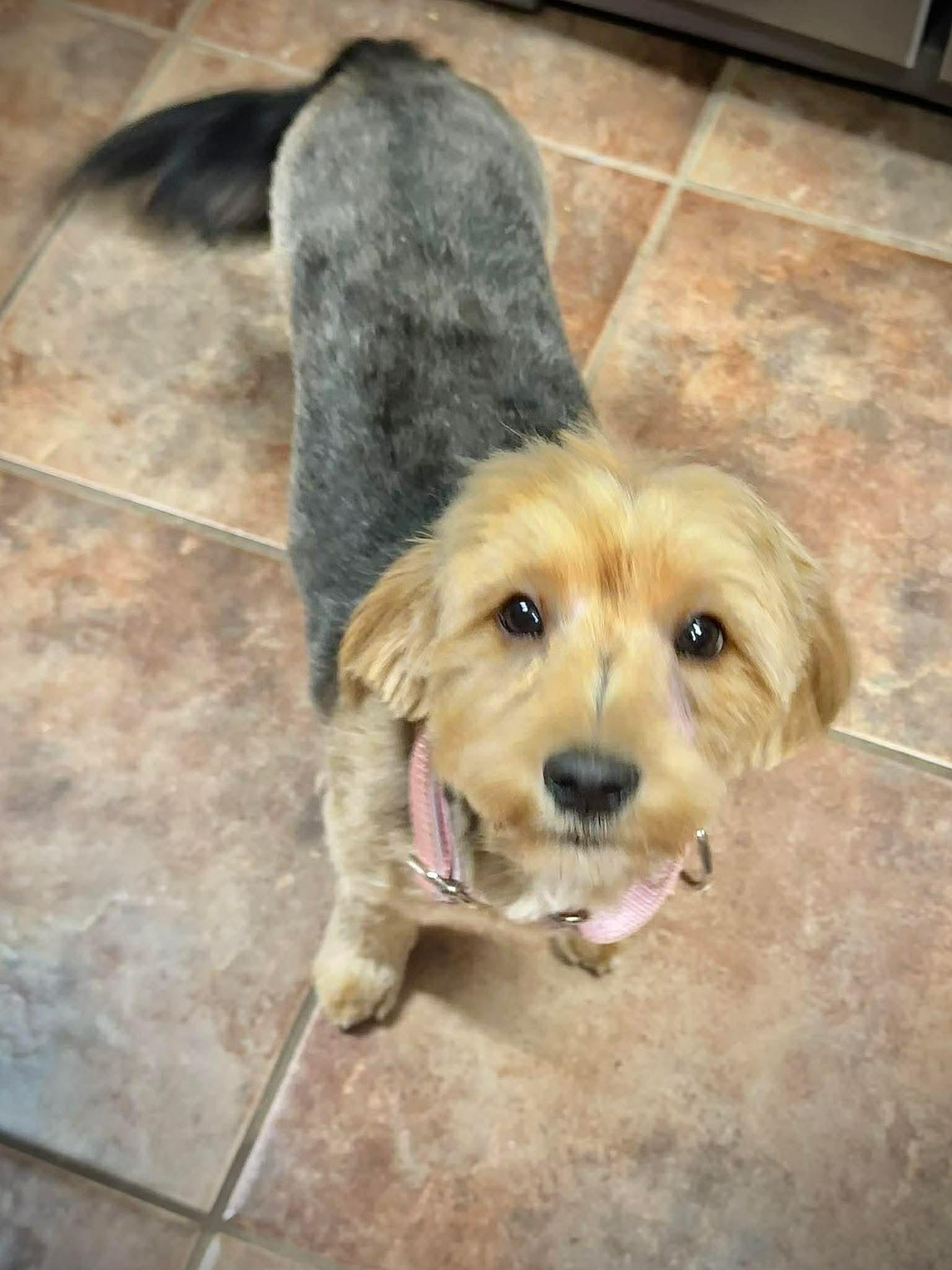 Cher EG in RI $699 Joyce, Adopted, Puppy Female Yorkshire Terrier.