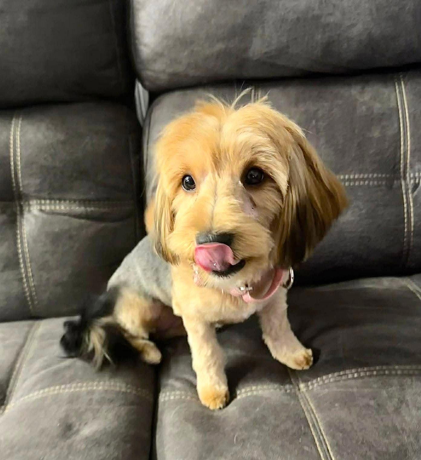 Enlarge Cher EG in RI $699 Joyce, a Adopted Yorkshire Terrier in Warwick, RI image 3/3