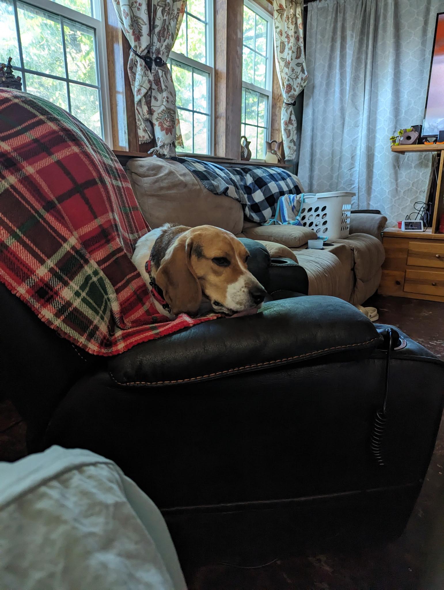 Snoopy, a Adopted mixed breed in Spokane, WA image 1/4