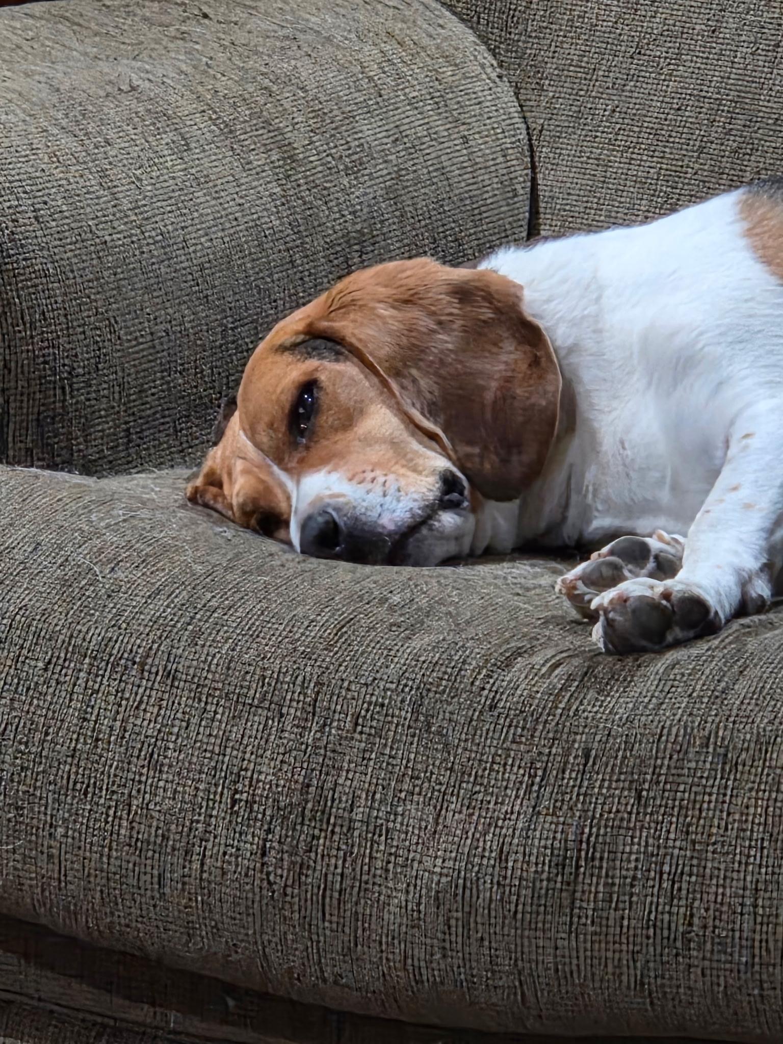 Snoopy, a Adopted mixed breed in Spokane, WA image 2/4