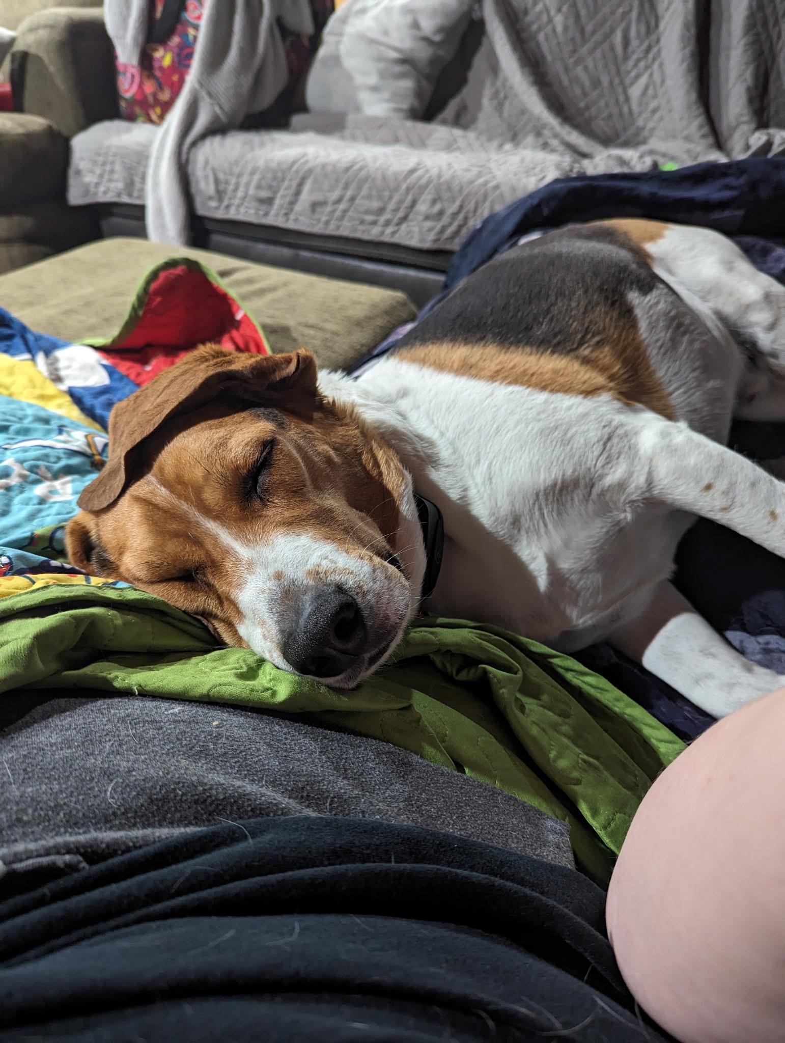 Snoopy, a Adopted mixed breed in Spokane, WA image 3/4