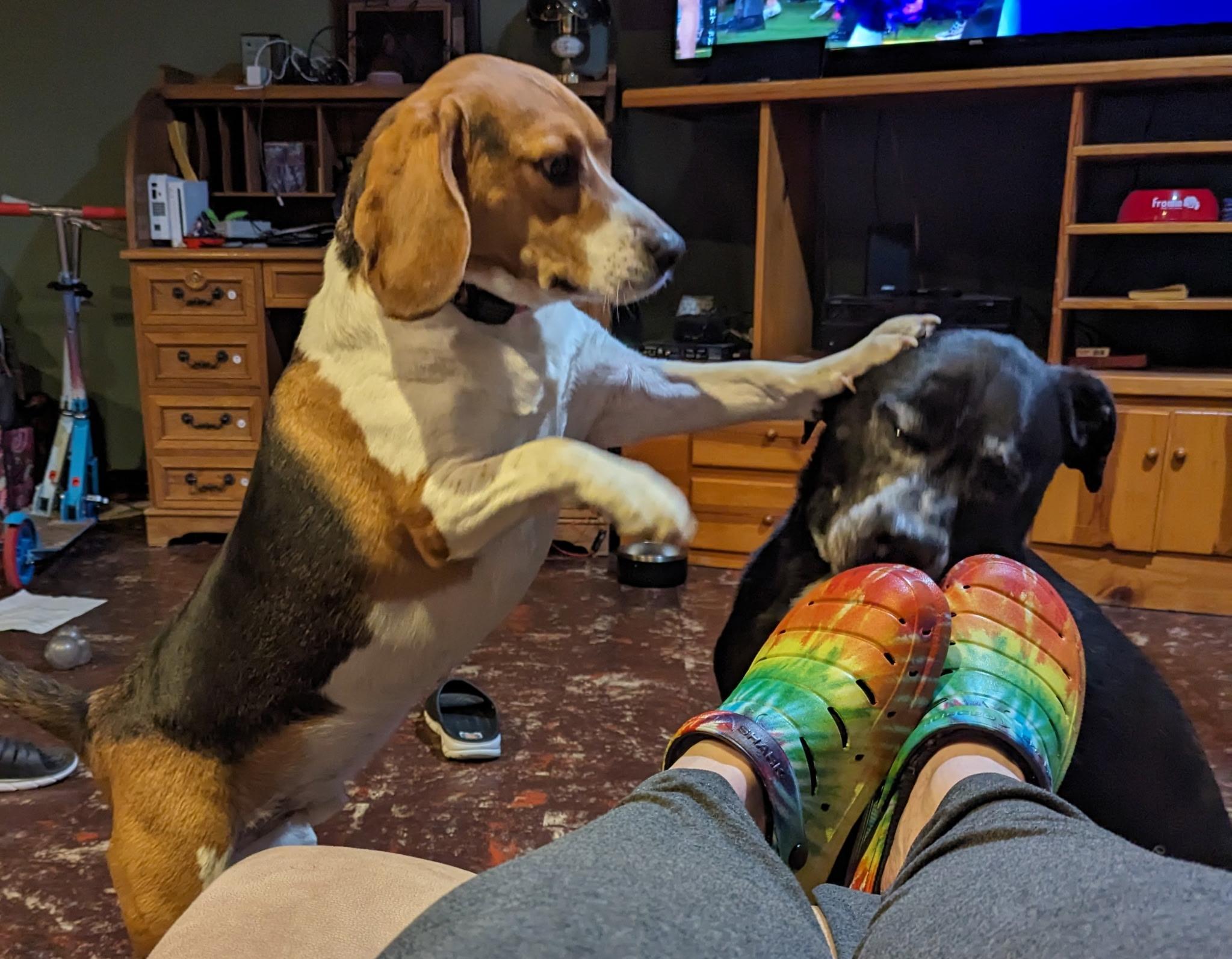 Snoopy, a Adopted mixed breed in Spokane, WA image 4/4