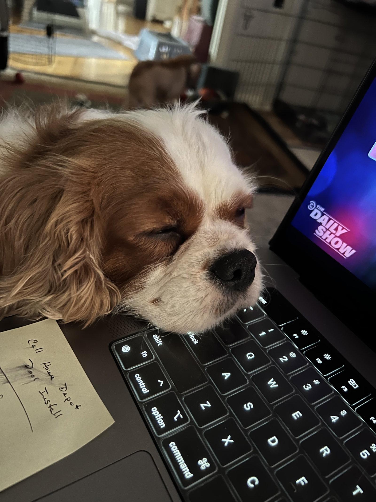 Enlarge Merida, a Adoptable Cavalier King Charles Spaniel in New Albany, OH image 1/3