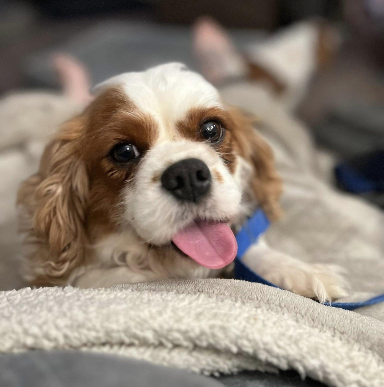 Enlarge Merida, a Adoptable Cavalier King Charles Spaniel in New Albany, OH image 2/3