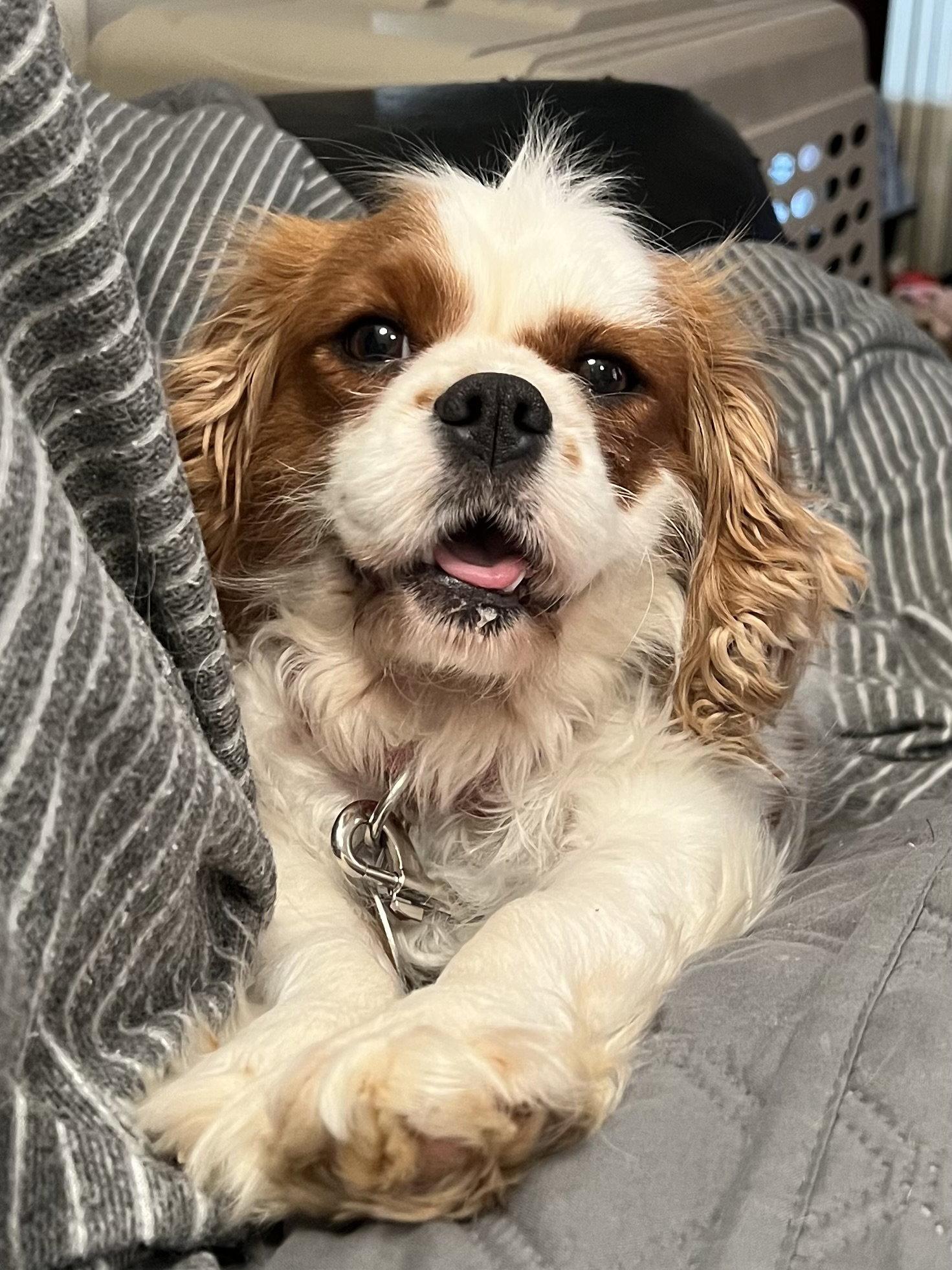 Enlarge Merida, a Adoptable Cavalier King Charles Spaniel in New Albany, OH image 3/3