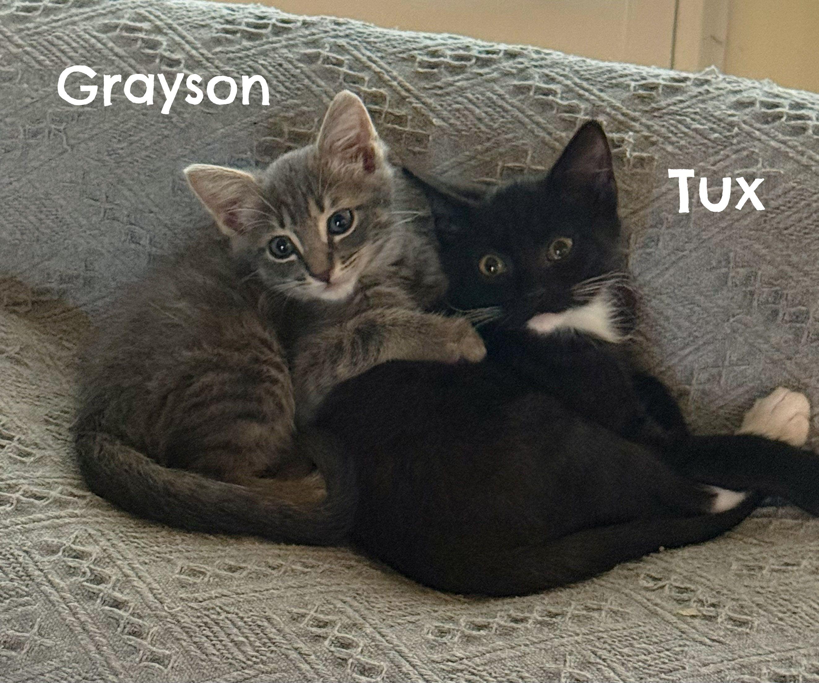 Grayson, a Adoptable Domestic Short Hair in Naples, FL image 4/4