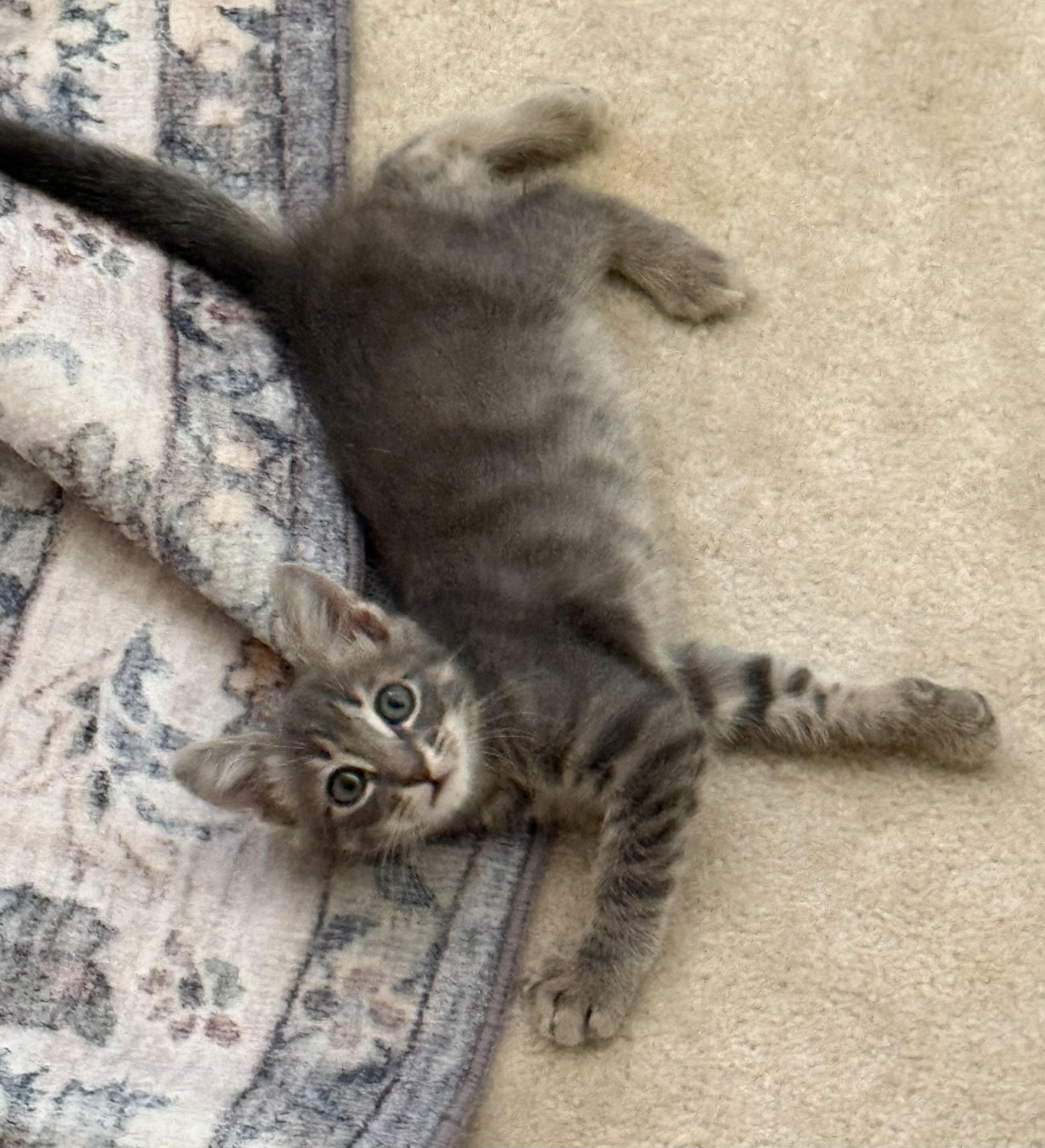 Grayson, a Adoptable Domestic Short Hair in Naples, FL image 1/4