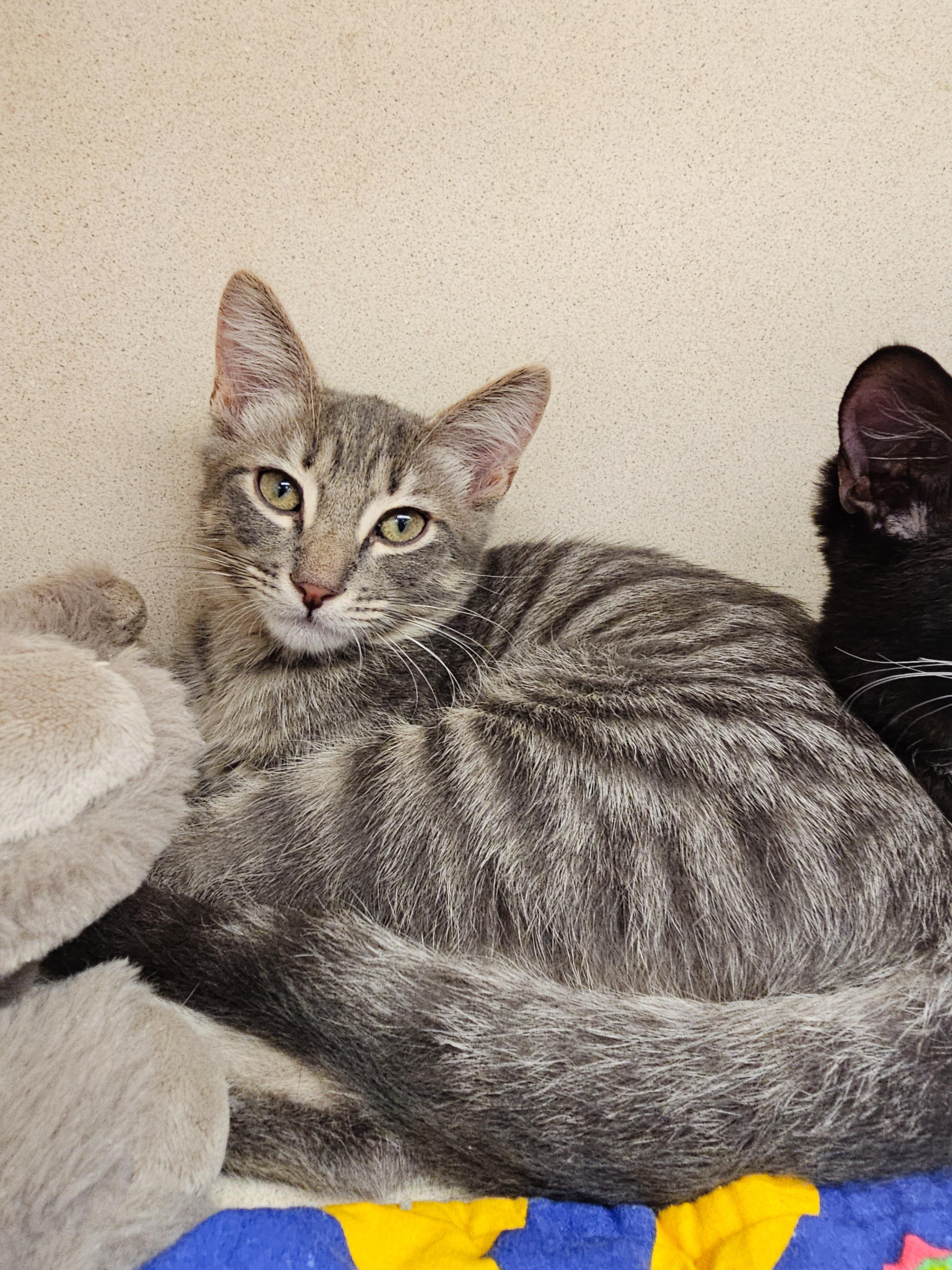 Grayson, Adoptable, Young Male Domestic Short Hair.