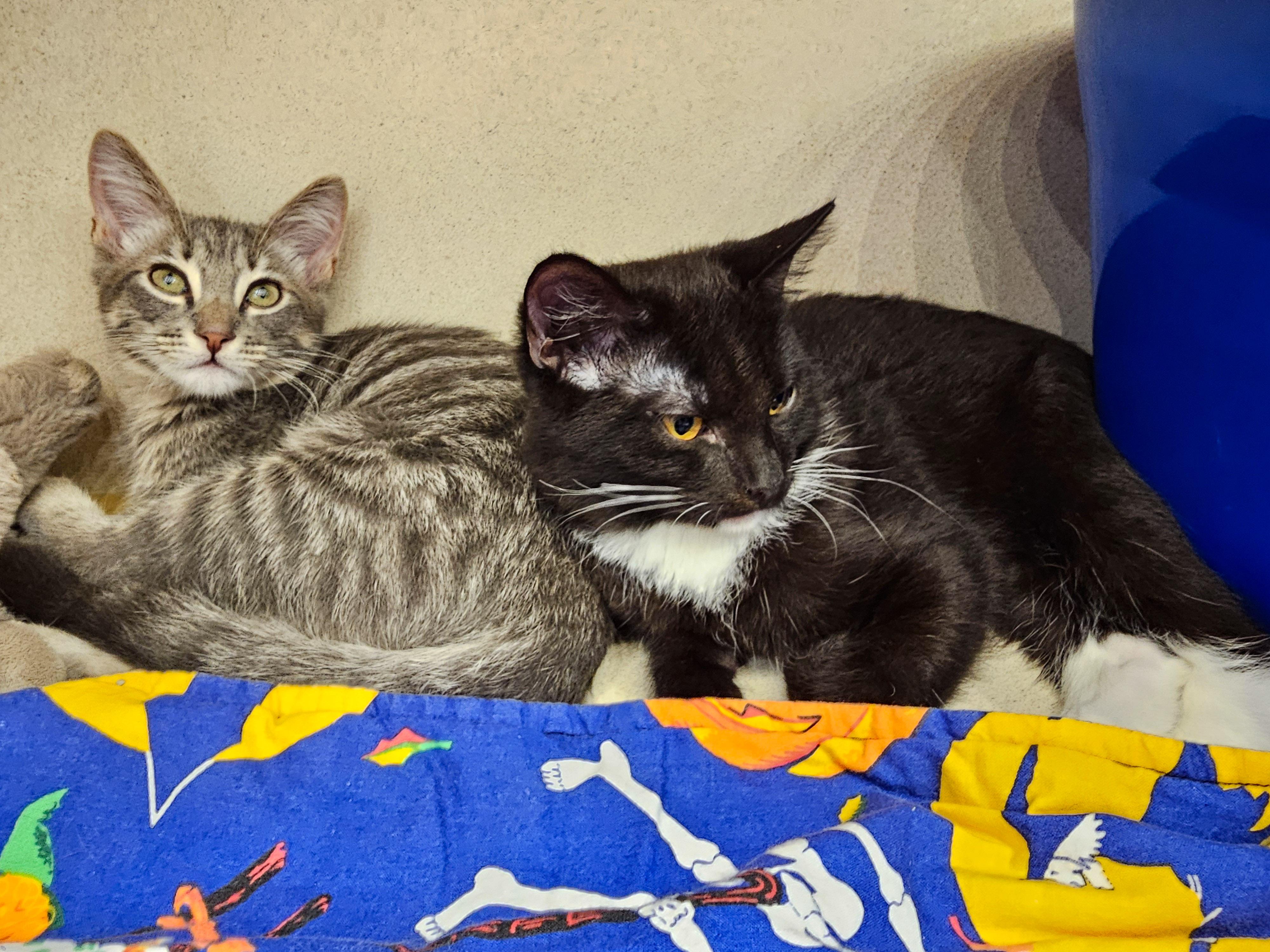 Enlarge Grayson, a Adoptable Domestic Short Hair in Naples, FL image 5/6
