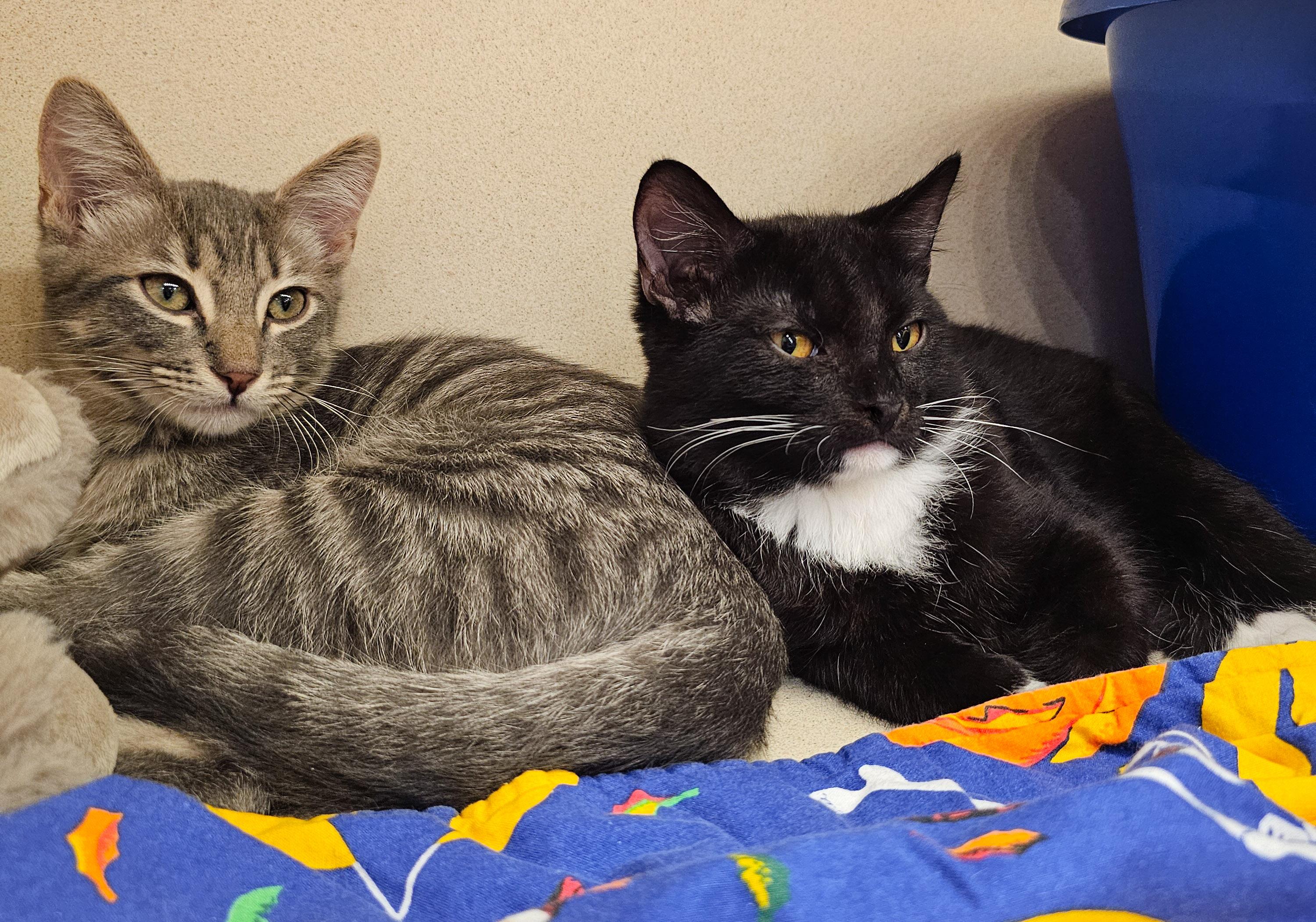 Enlarge Grayson, a Adoptable Domestic Short Hair in Naples, FL image 4/6
