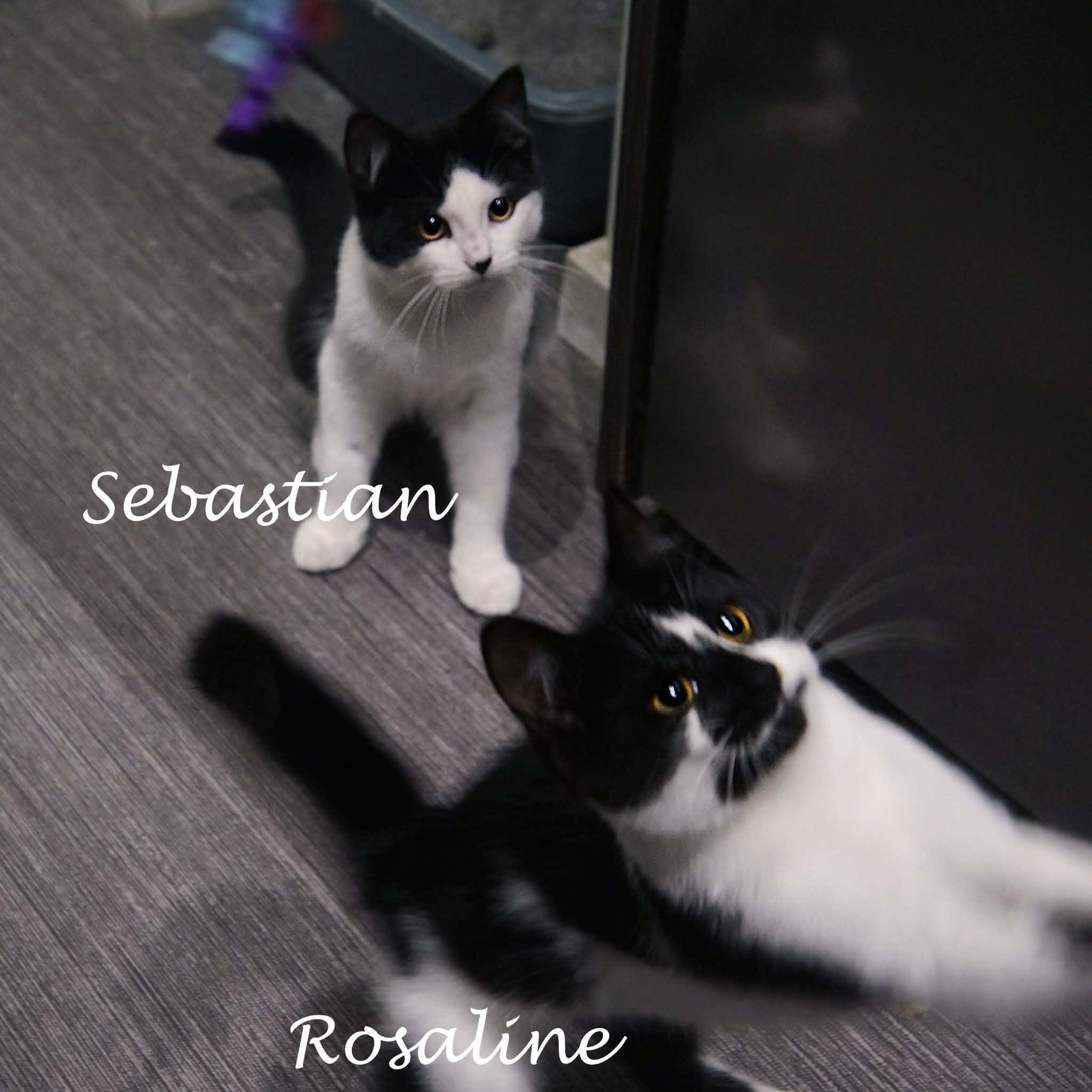 Enlarge Rosaline, a ADOPTABLE Domestic Short Hair in Wakefield, QC image 3/4