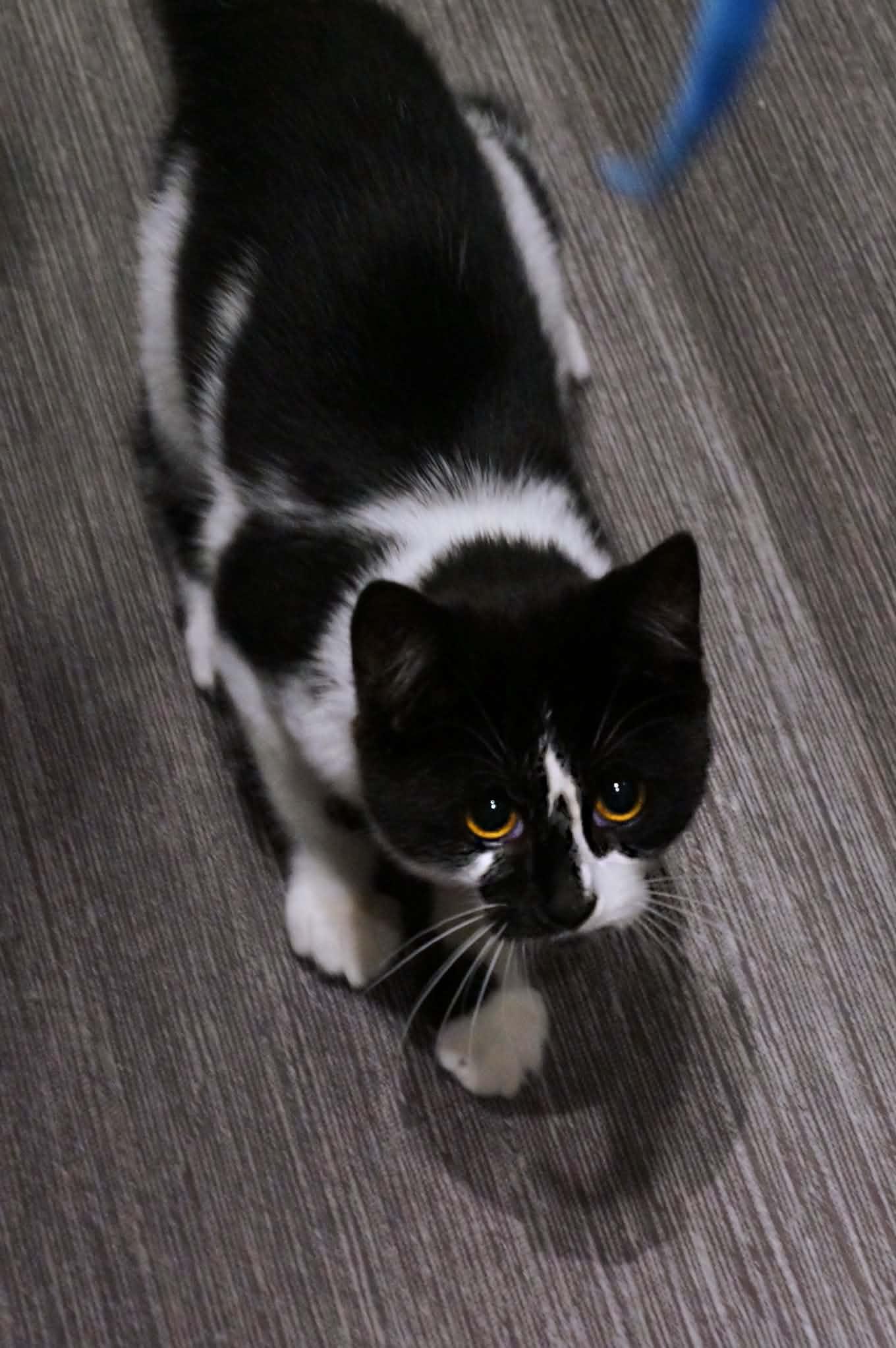 Enlarge Rosaline, a ADOPTABLE Domestic Short Hair in Wakefield, QC image 2/4