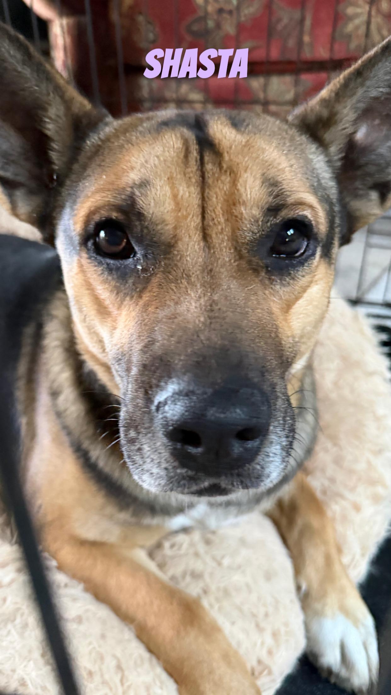 Enlarge Shasta, a ADOPTABLE mixed breed in Livingston, TX image 1/1