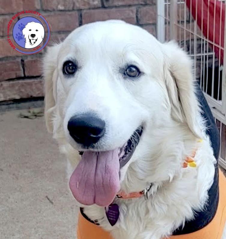 Helena, Adoptable, Young Female Great Pyrenees.