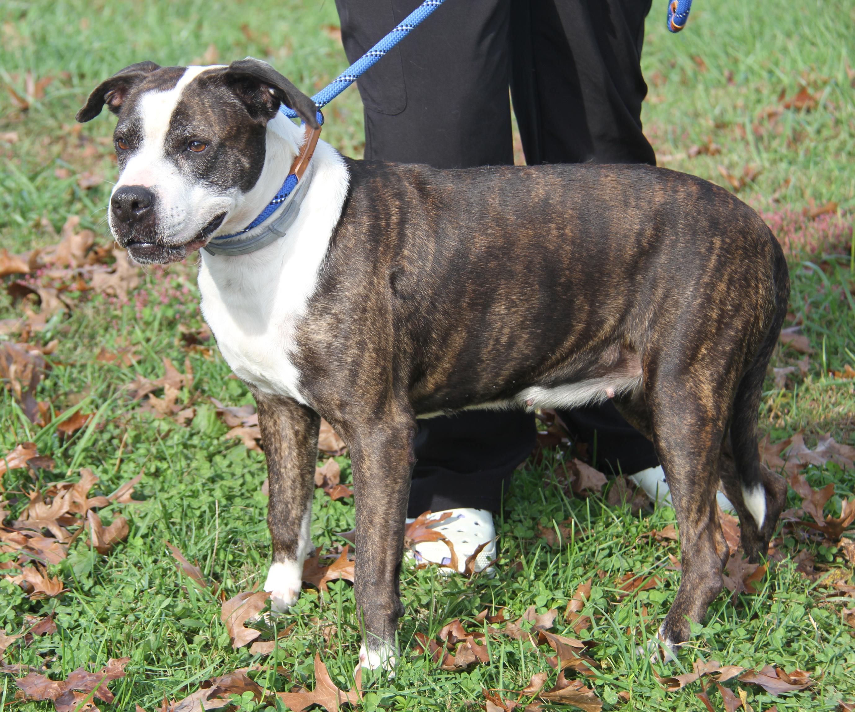 Enlarge Gardinia (Photos October 12th 2026), a Adoptable mixed breed in Marietta, OH image 4/6