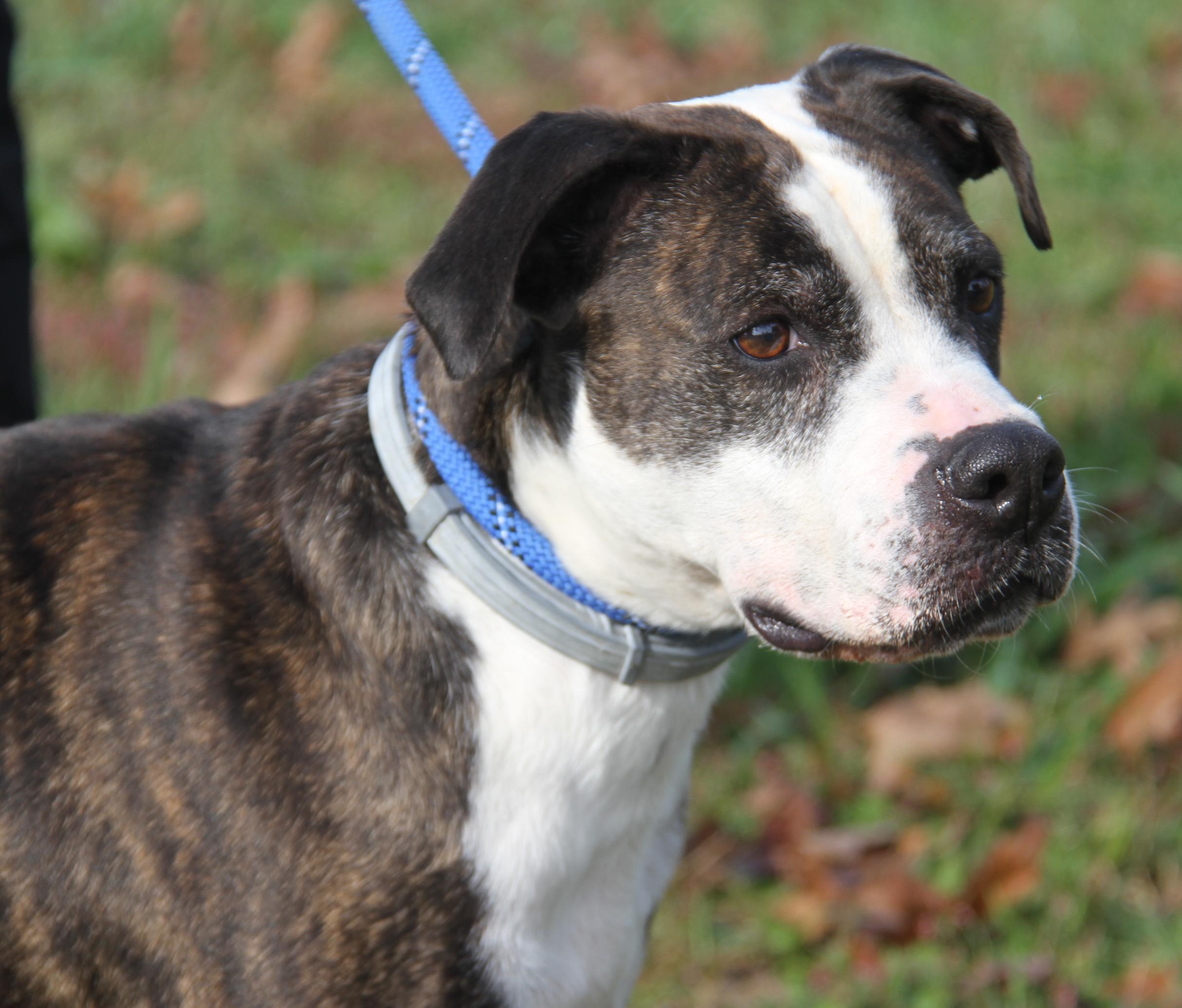 Enlarge Gardinia (Photos October 12th 2026), a Adoptable mixed breed in Marietta, OH image 6/6