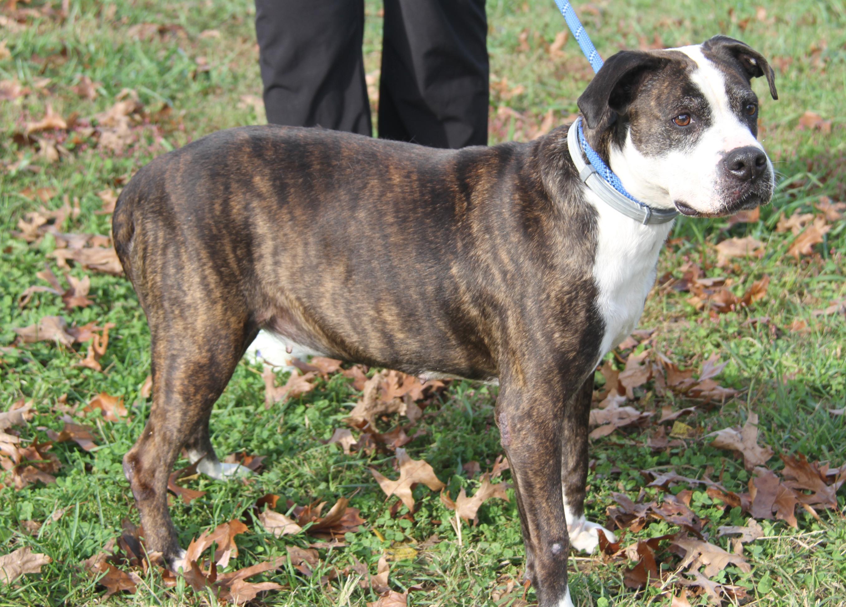 Enlarge Gardinia (Photos October 12th 2026), a Adoptable mixed breed in Marietta, OH image 3/6
