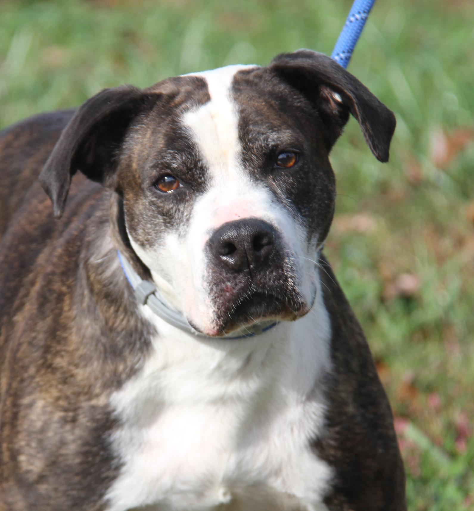 Enlarge Gardinia (Photos October 12th 2026), a Adoptable mixed breed in Marietta, OH image 5/6