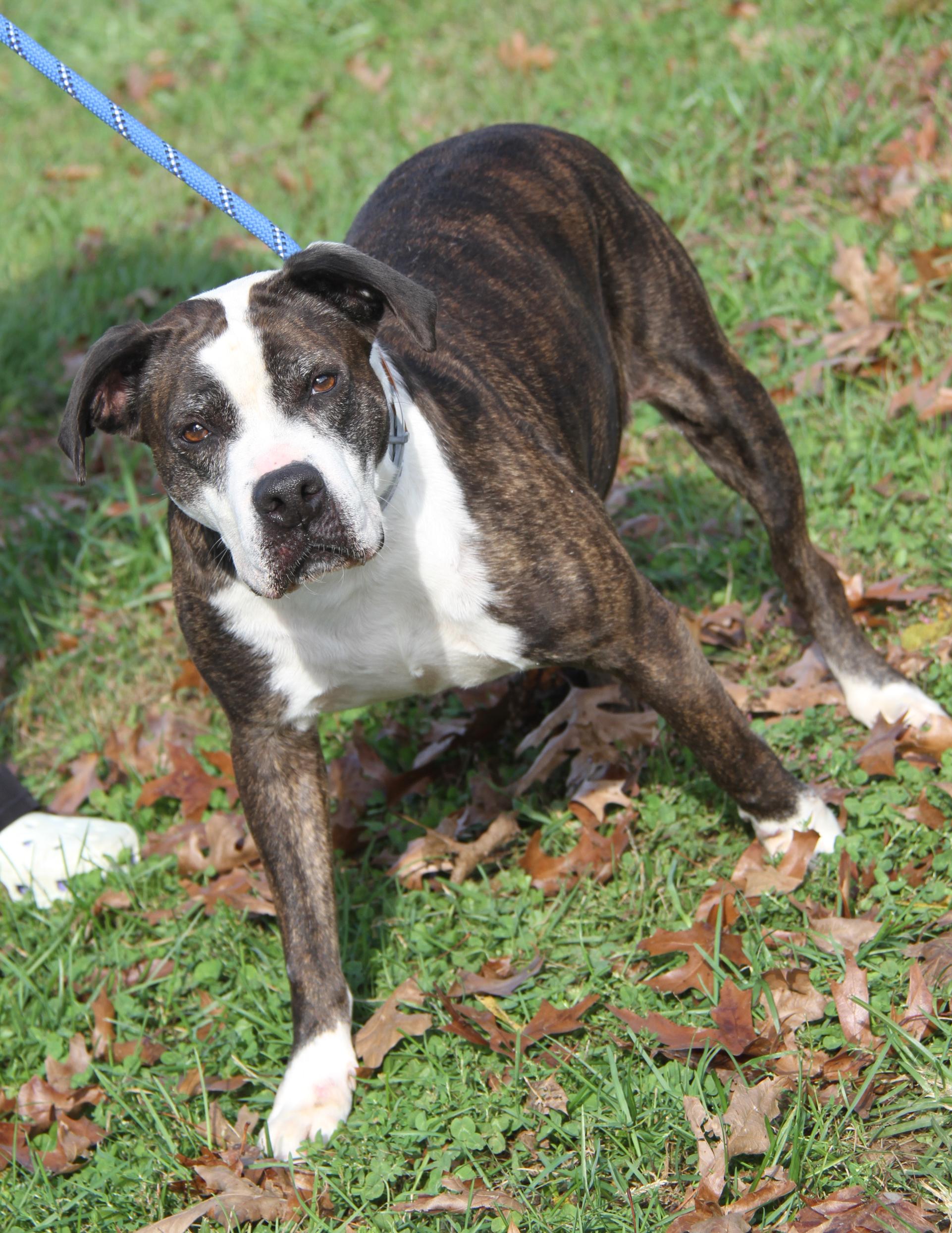 Gardinia (Photos October 12th 2026), Adoptable, Adult Female Boxer & American Staffordshire Terrier.
