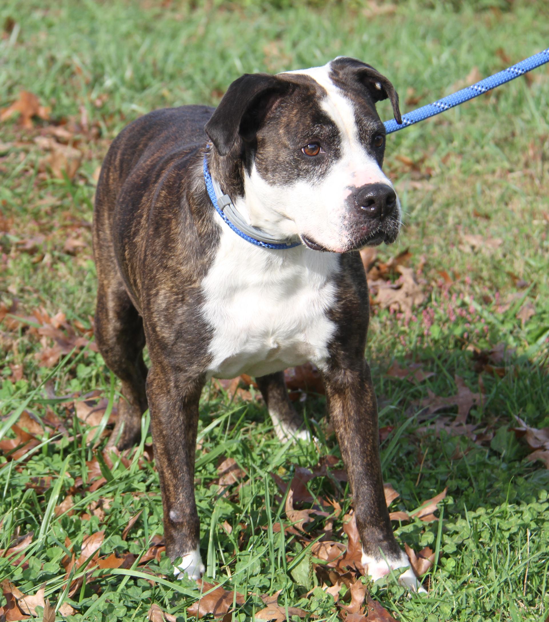 Enlarge Gardinia (Photos October 12th 2026), a Adoptable mixed breed in Marietta, OH image 2/6