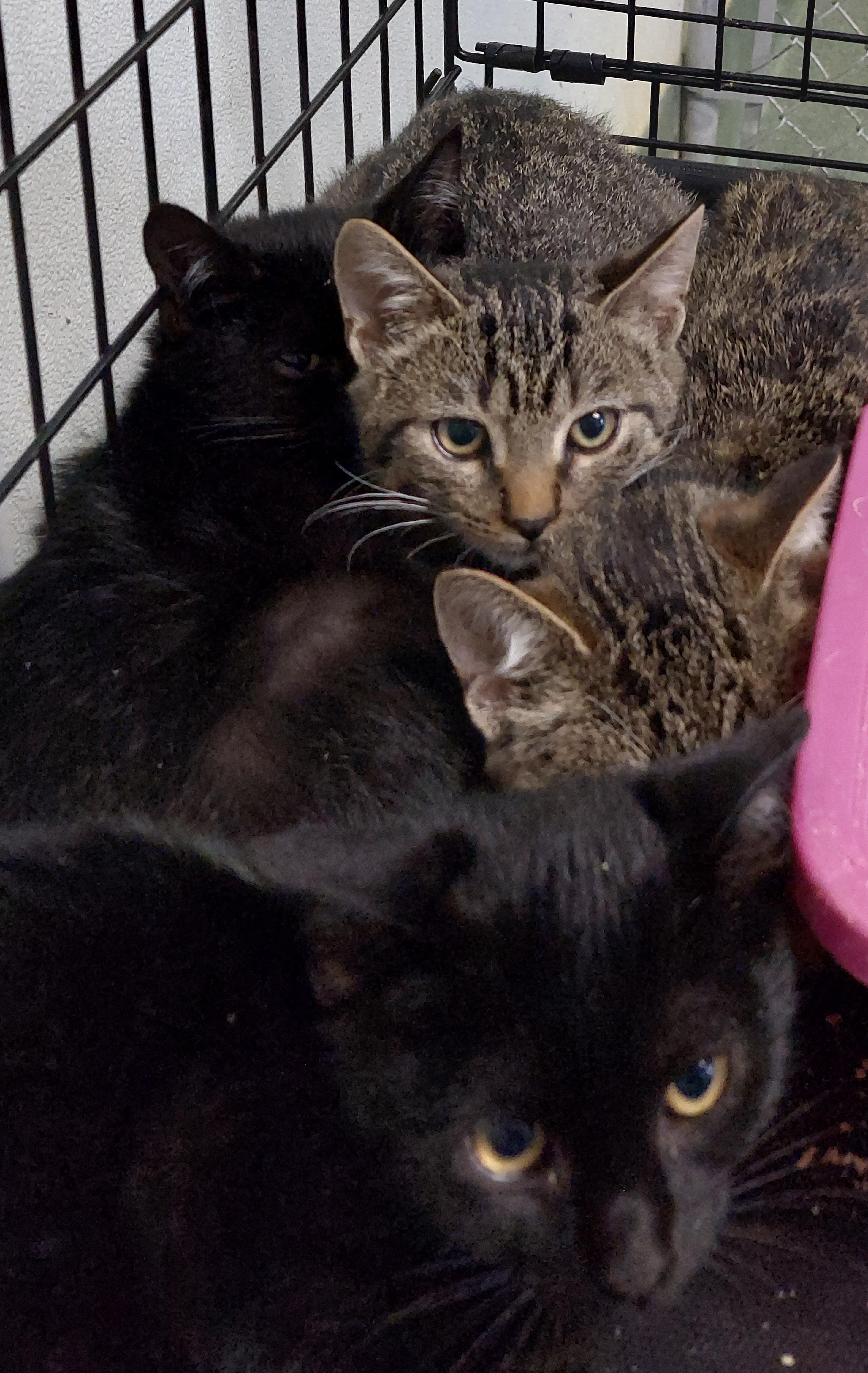 Enlarge Chunky, a Adoptable Domestic Short Hair in Rehoboth, MA image 1/2