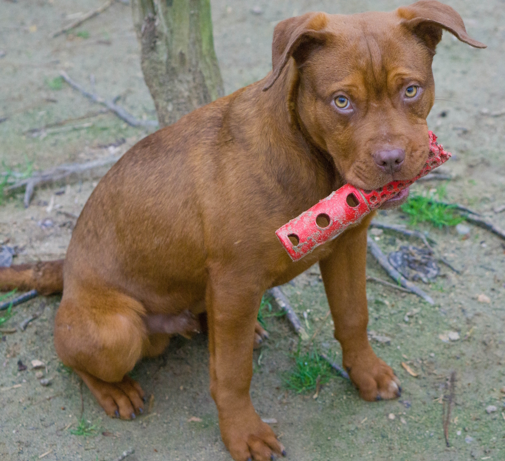 Clifford, Adopted, Young Male Terrier.