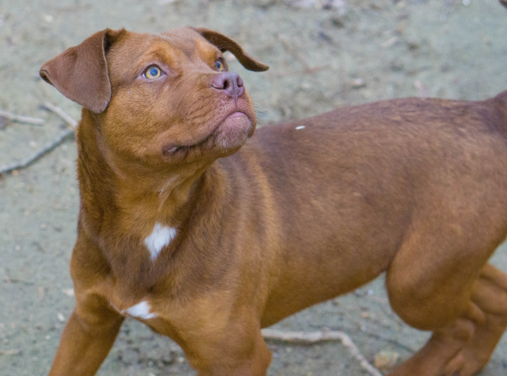 Clifford, a Adopted mixed breed in Reidsville, NC image 2/12