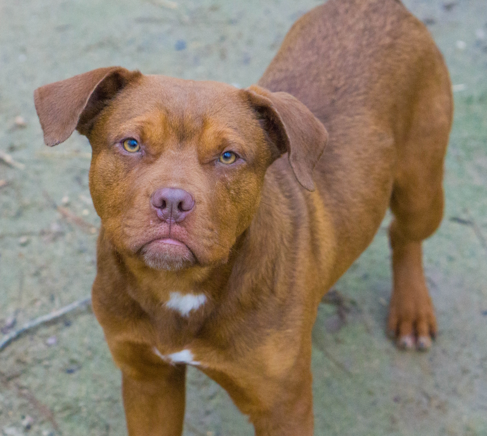 Clifford, a Adopted mixed breed in Reidsville, NC image 3/12