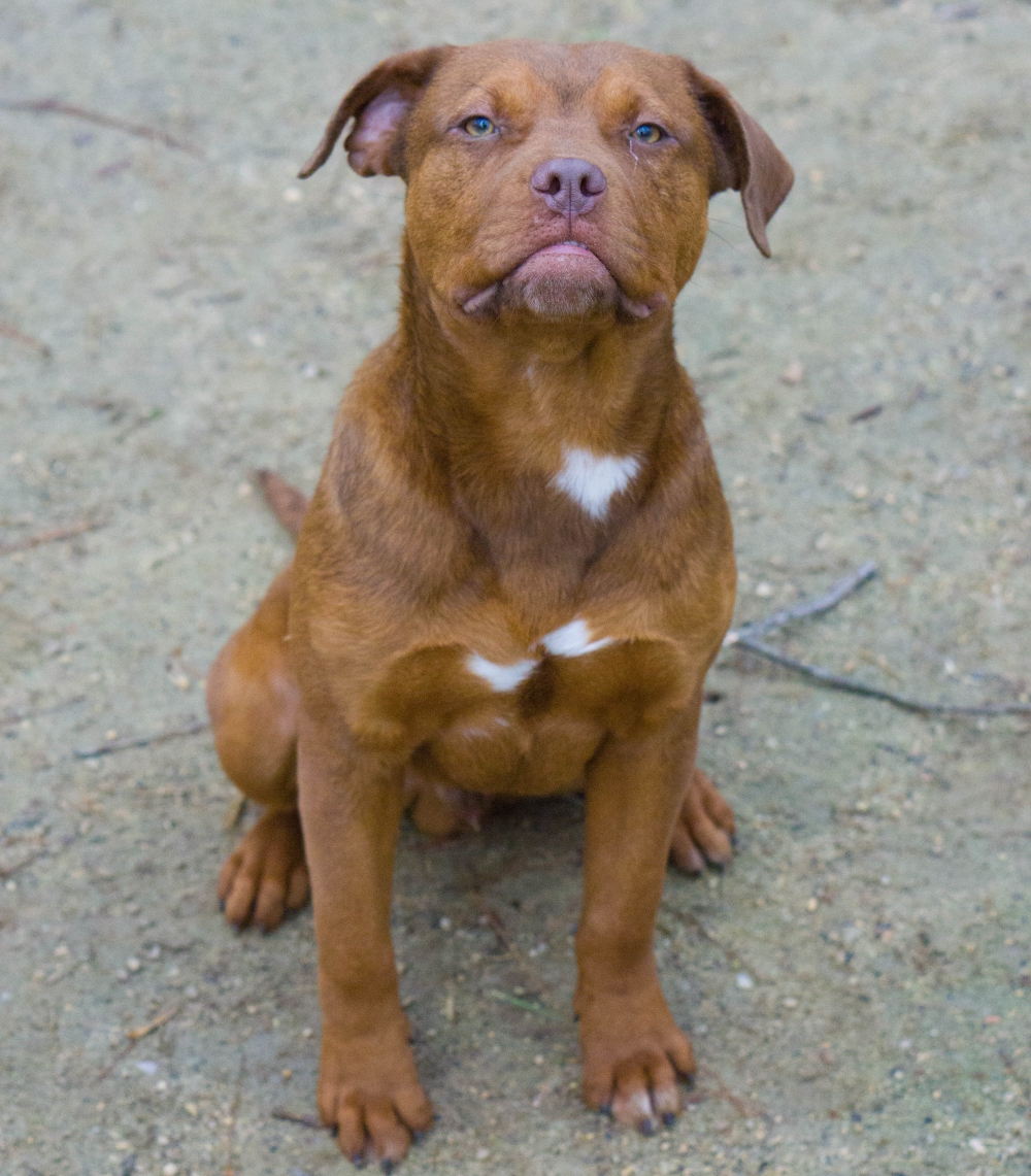 Clifford, a Adopted mixed breed in Reidsville, NC image 4/12