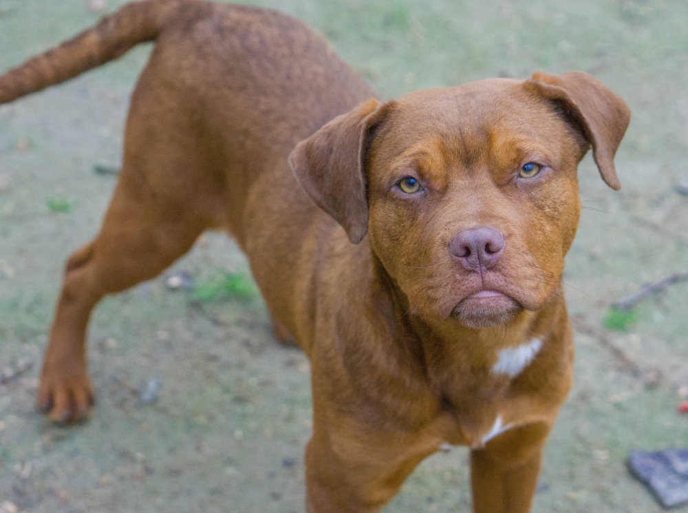 Clifford, a Adopted mixed breed in Reidsville, NC image 5/12