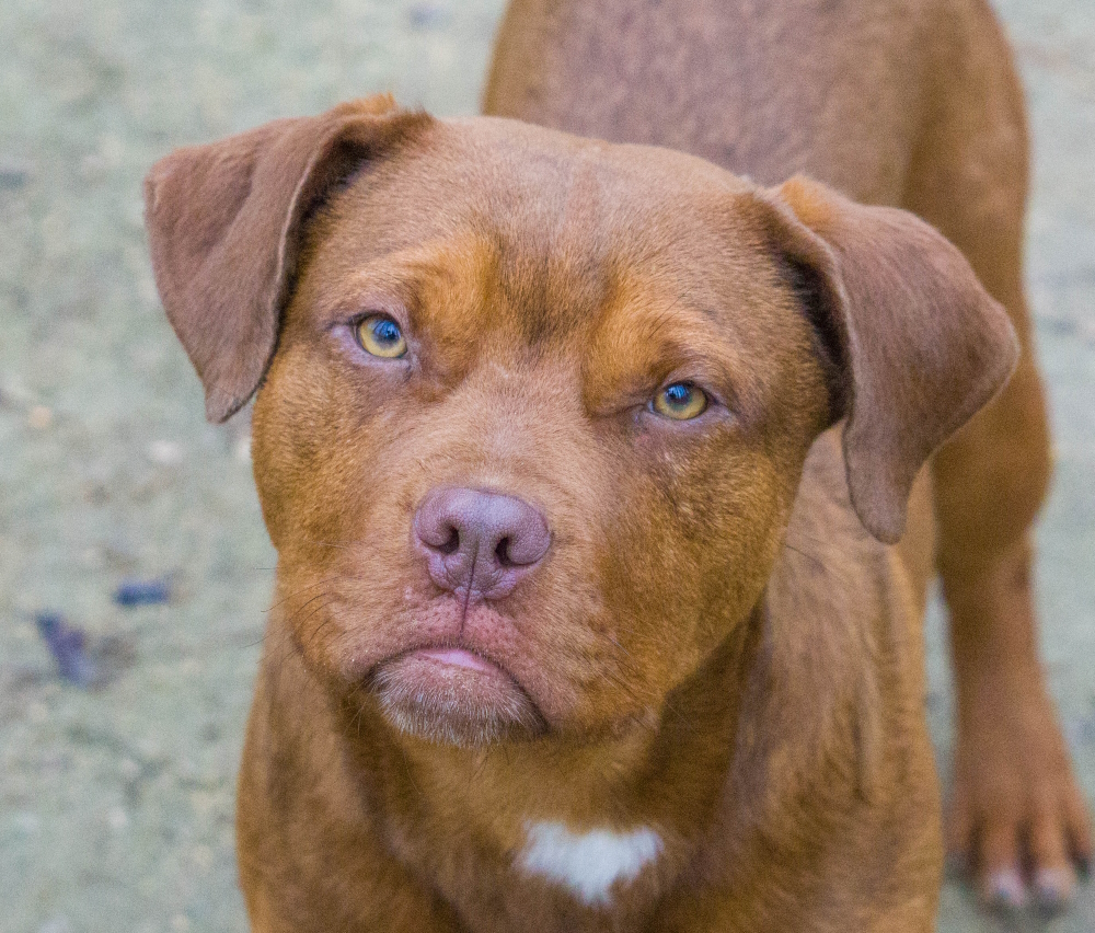Clifford, a Adopted mixed breed in Reidsville, NC image 6/12