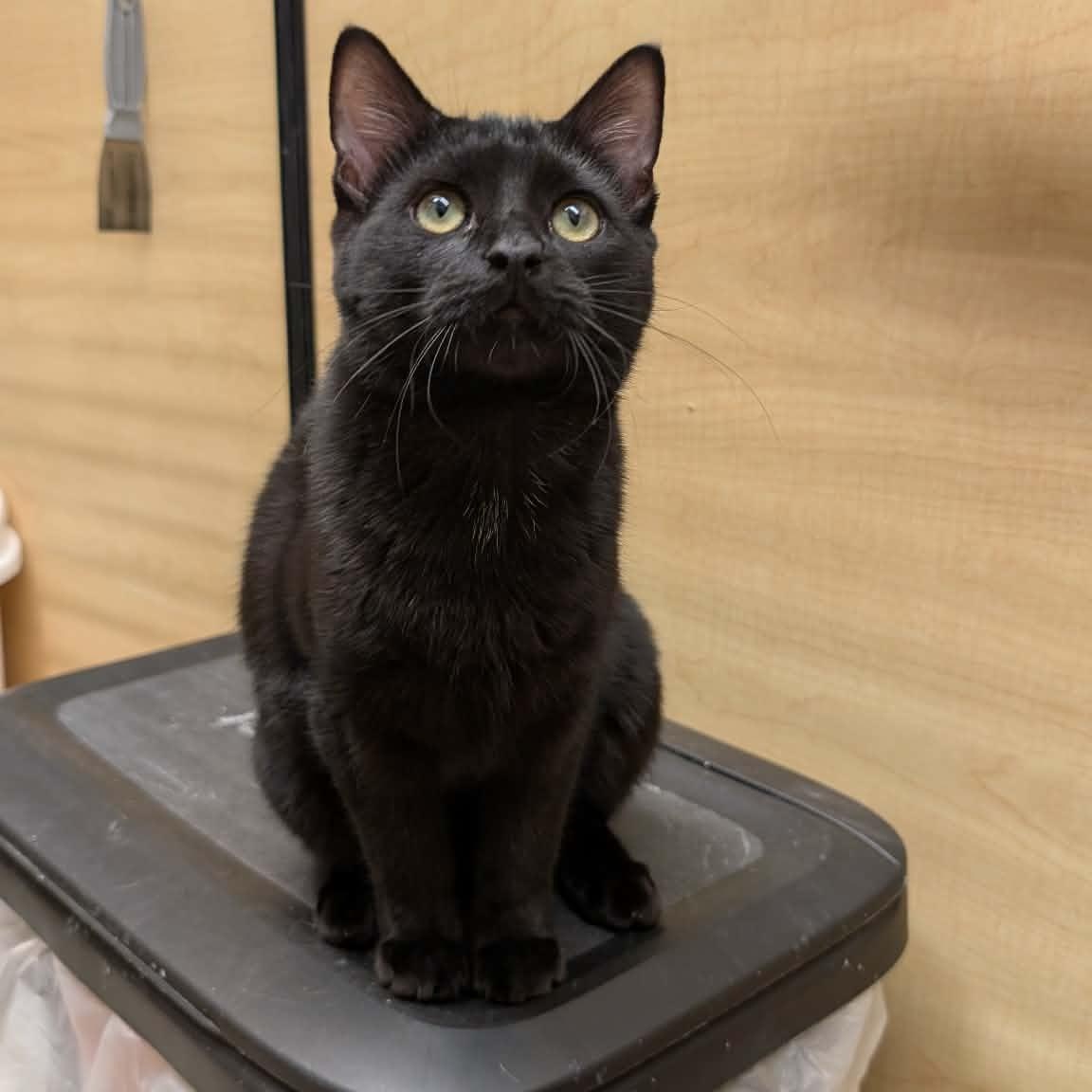 Enlarge Charlie, a ADOPTABLE Domestic Short Hair in Sewell, NJ image 2/4