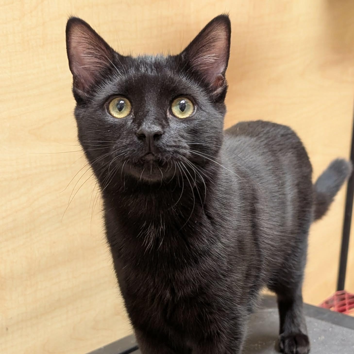 Enlarge Charlie, a ADOPTABLE Domestic Short Hair in Sewell, NJ image 1/4