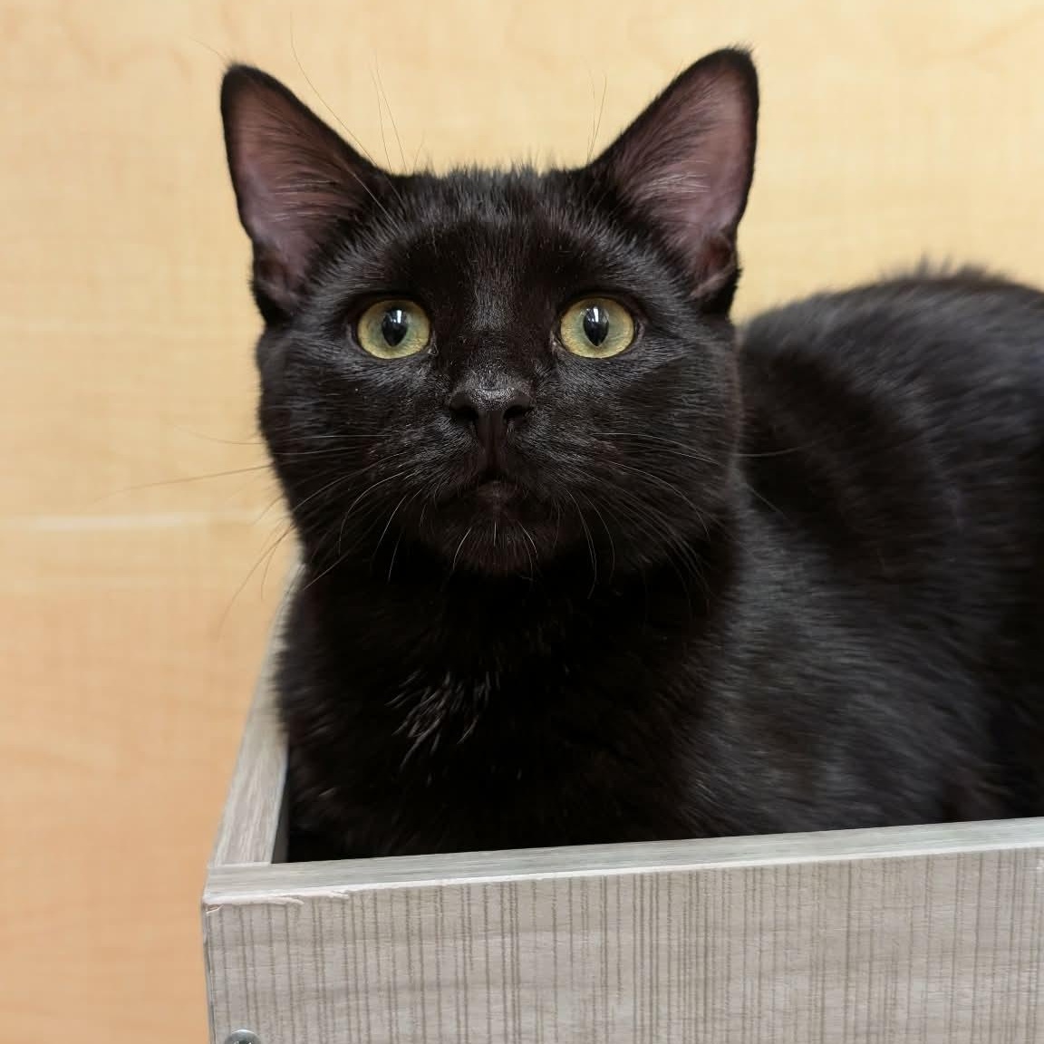 Enlarge Charlie, a ADOPTABLE Domestic Short Hair in Sewell, NJ image 3/4