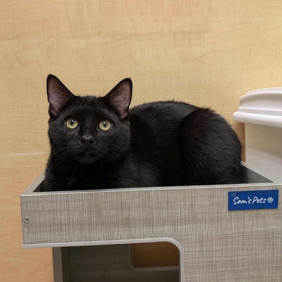 Enlarge Charlie, a ADOPTABLE Domestic Short Hair in Sewell, NJ image 4/4