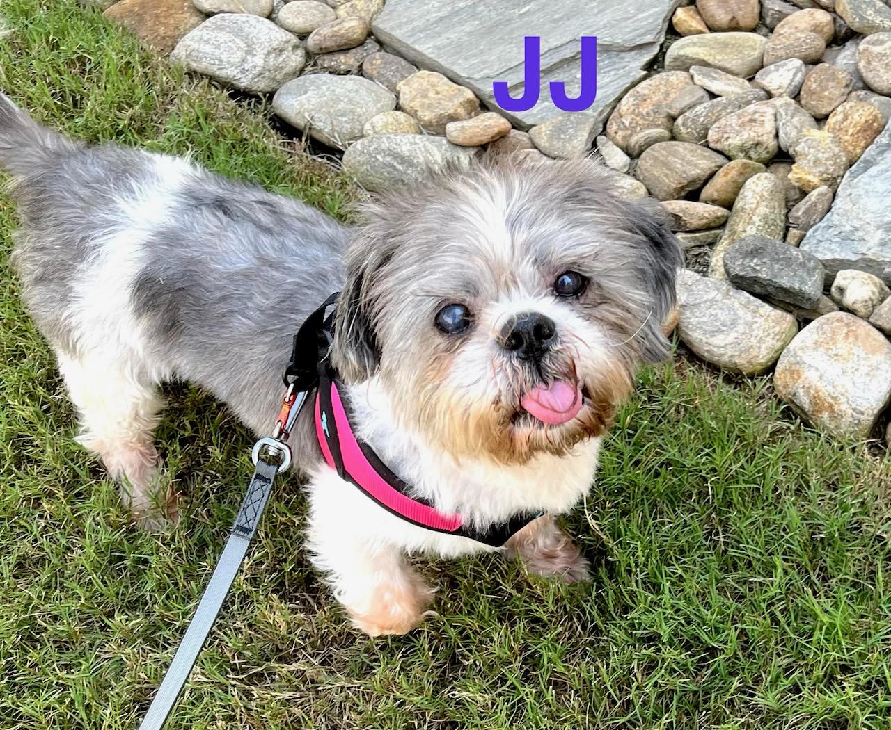 JJ, ADOPTABLE, Adult Male Shih Tzu.