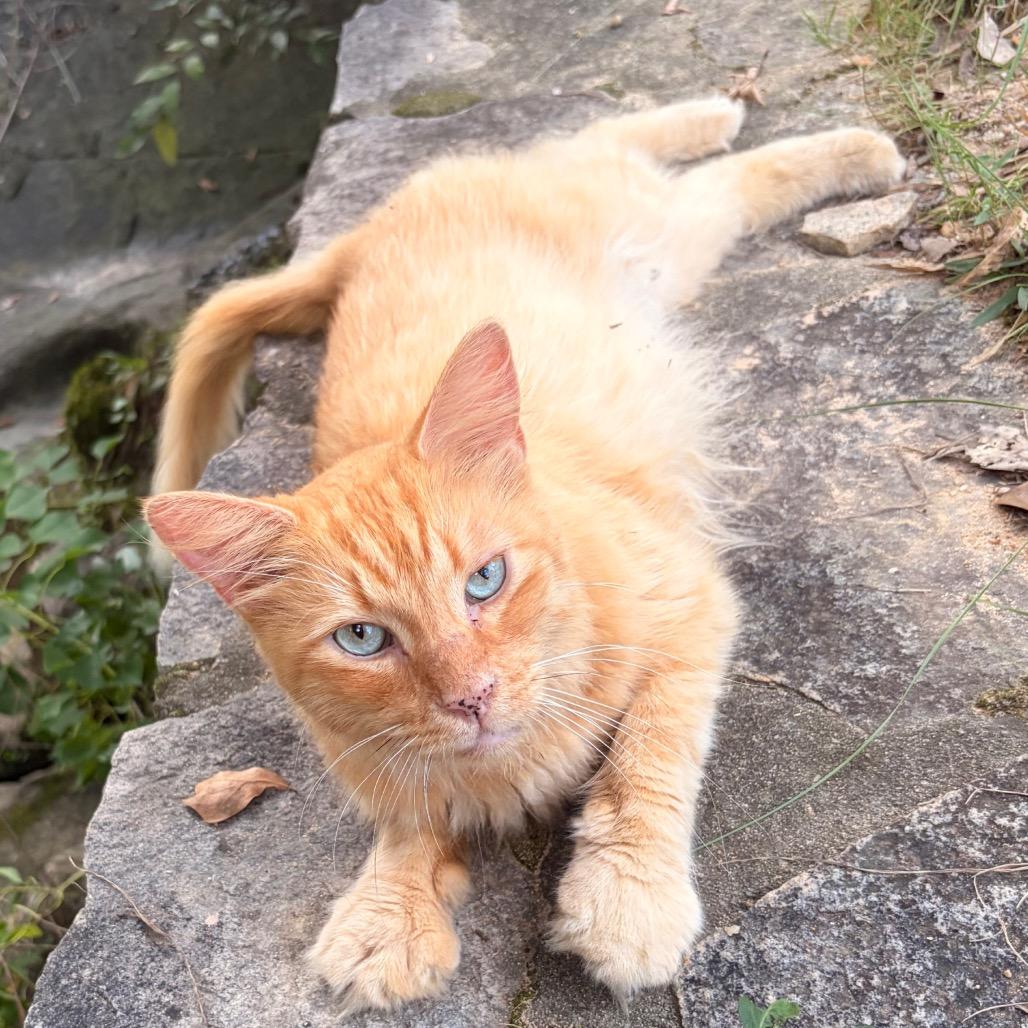 Simba 6872, Adoptable, Adult Male Domestic Long Hair.