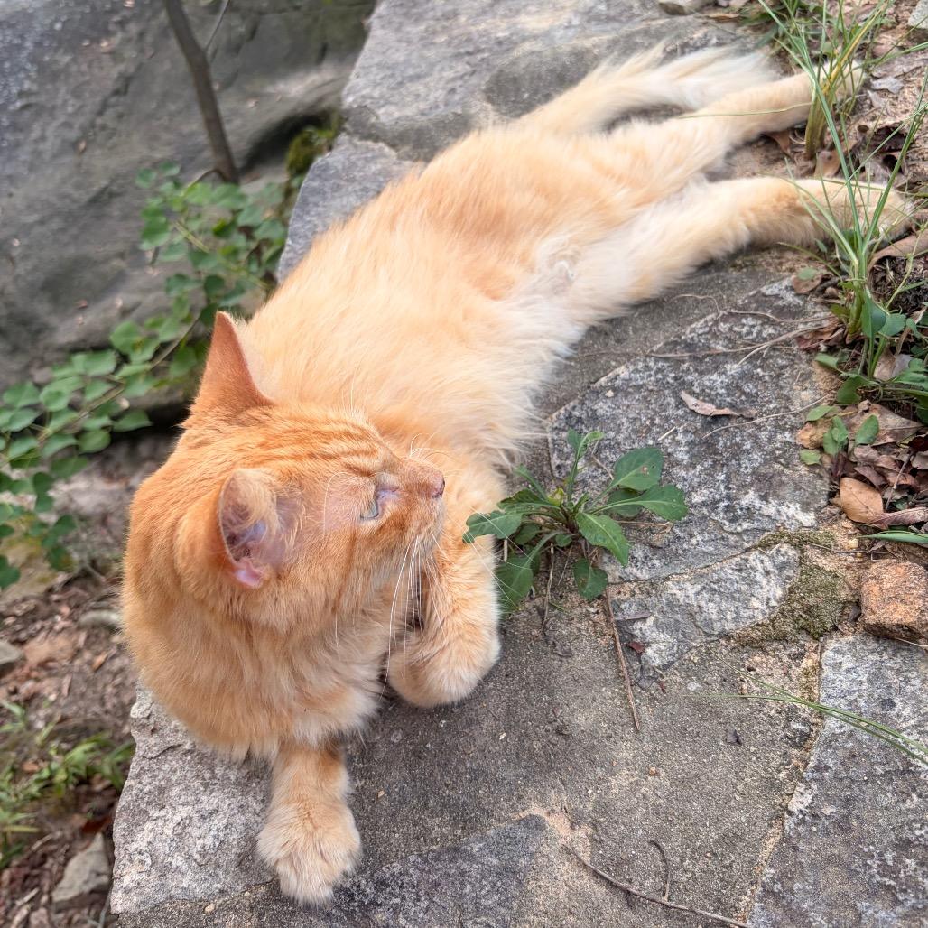 Enlarge Simba 6872, a Adoptable Domestic Long Hair in Columbus, GA image 2/3