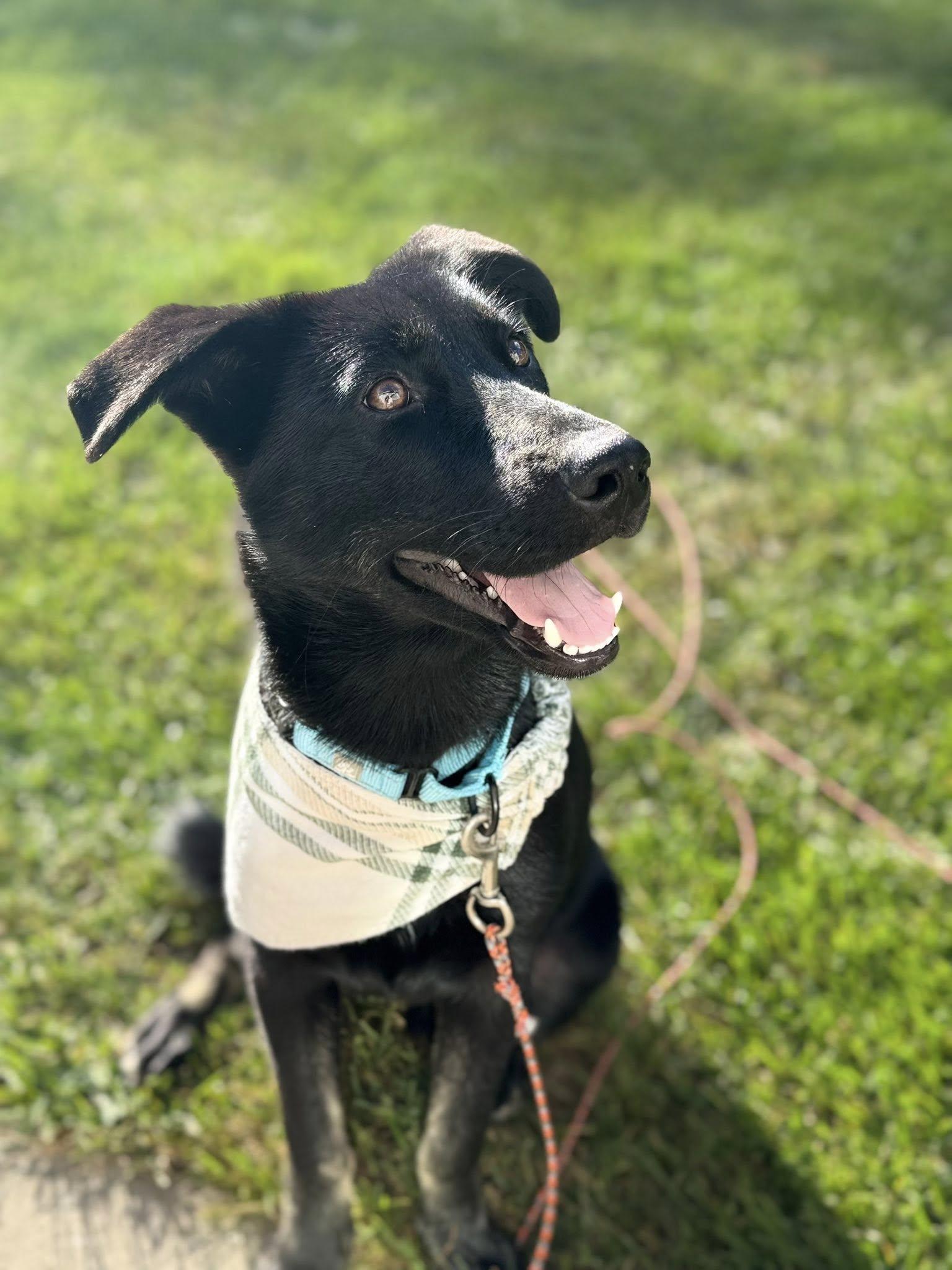 Mr. Brown the small shepherd mix