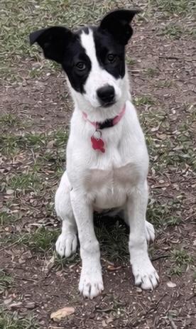 Enlarge STORMY, a ADOPTABLE mixed breed in fort worth, TX image 1/6