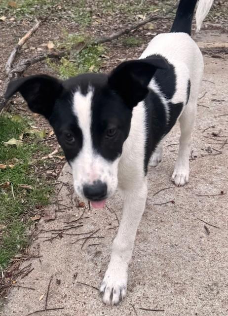Enlarge STORMY, a ADOPTABLE mixed breed in fort worth, TX image 6/6