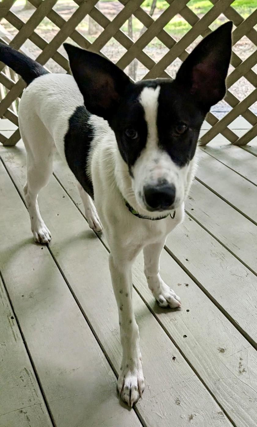 STORMY, a ADOPTABLE mixed breed in fort worth, TX image 1/6