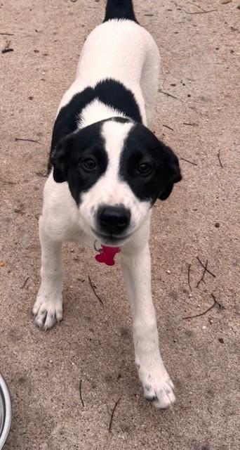 Enlarge STORMY, a ADOPTABLE mixed breed in fort worth, TX image 5/6